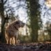 Terrier’s 160-Kilometer Trek Across Switzerland Ends in Heartwarming Reunion with Owner