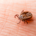 Swiss ticks are found to be more hazardous than previously thought, according to a UZH study